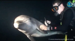 dolphin-rescue